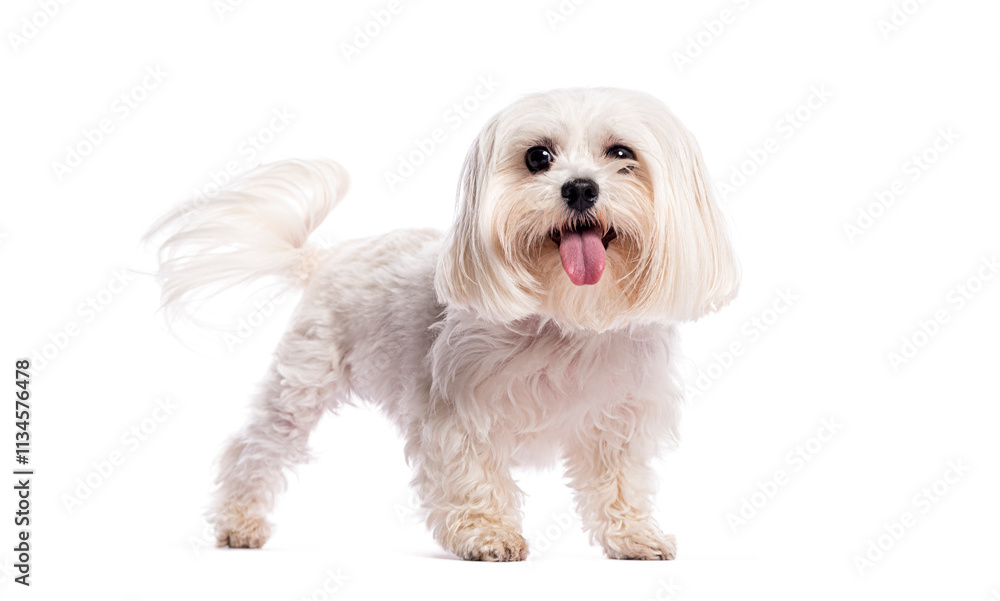 Happy maltese dog standing on white background panting and wagging its tail Happy maltese dog standing on white background panting and wagging its tail