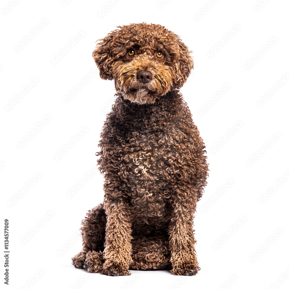 Spanish water dog sitting and looking attentive on white background Spanish water dog sitting and looking attentive on white background