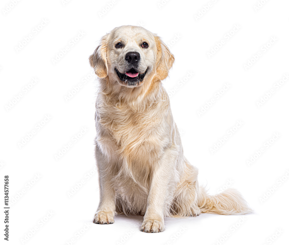 Golden retriever sitting and panting on white background Golden retriever sitting and panting on white background