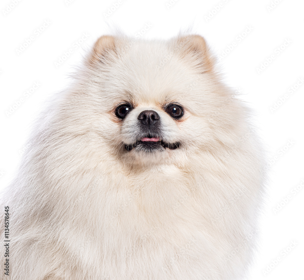 Adorable pomeranian dog panting and sticking out tongue on white background Adorable pomeranian dog panting and sticking out tongue on white background