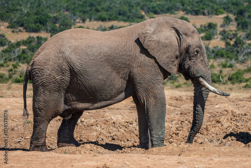 A close up of a wild elephant with tusks, Addo elephant park, Eastern Cape, South Africa, Africa