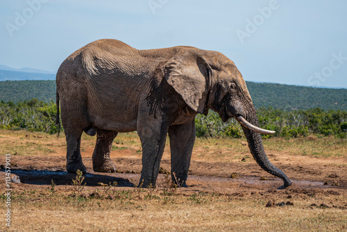 A big male Elephant drinking at a waterhole, Addo elephant park, Eastern Cape, South Africa, Africa photo