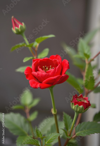 Wallpaper Mural Red beauty, with white tones Torontodigital.ca
