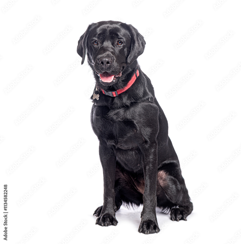 Fototapeta premium Black labrador retriever sitting and panting on white background