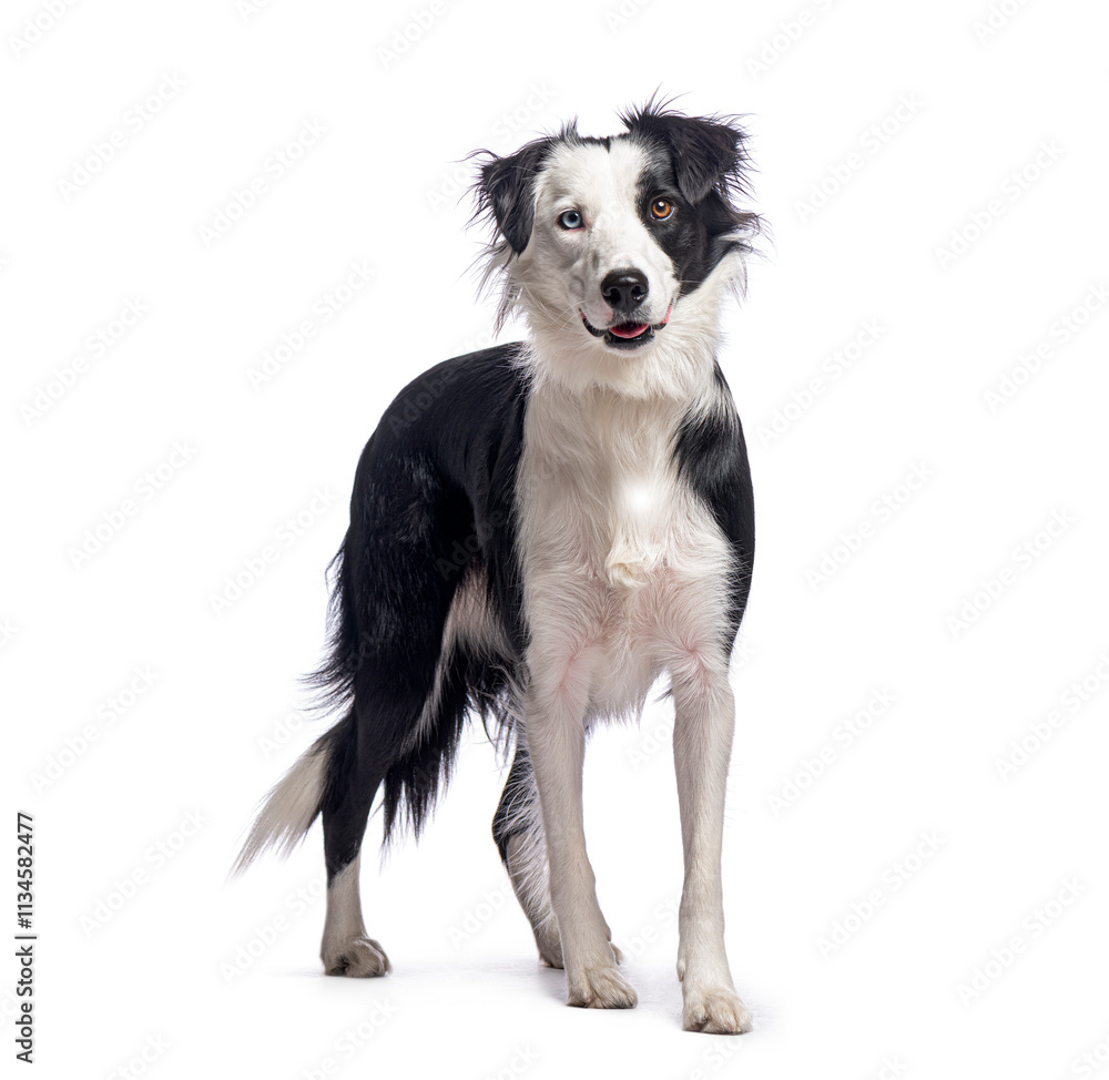 Fototapeta premium Border collie panting and standing on white background