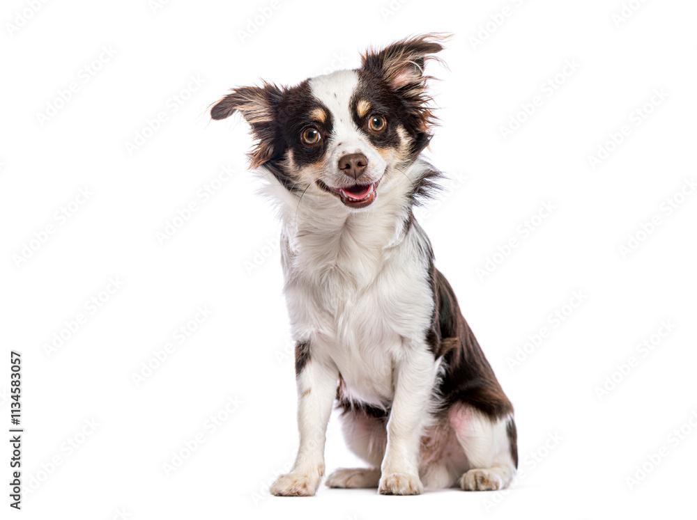 Fototapeta premium Happy Small chihuahua dog sitting and panting, looking at the camera with its mouth open, isolated on white background