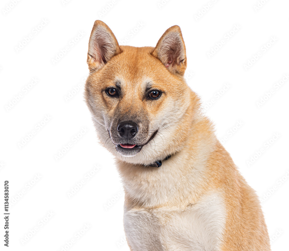 Shiba inu dog looking at camera with tongue out on white background Shiba inu dog looking at camera with tongue out on white background