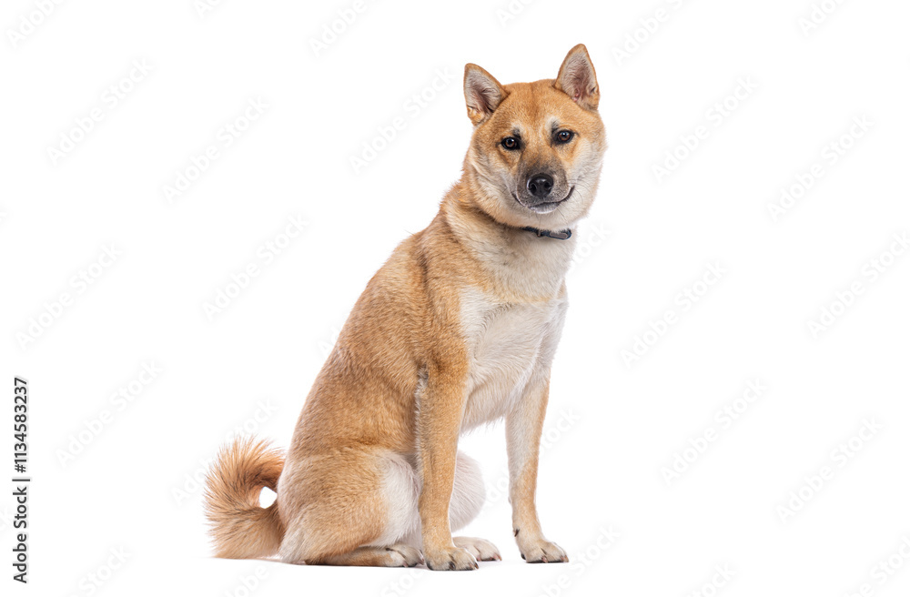 Studio shot of beautiful shiba inu dog sitting on white background Studio shot of beautiful shiba inu dog sitting on white background