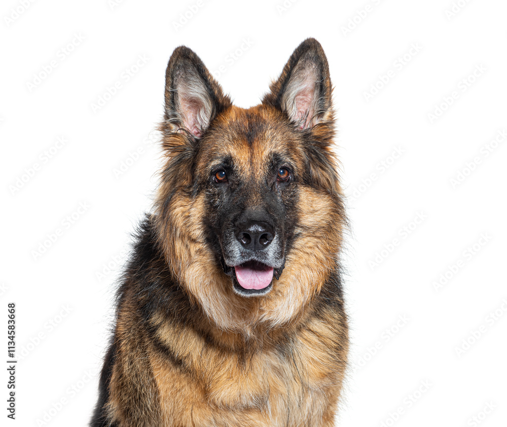 German shepherd dog sitting and panting on white background German shepherd dog sitting and panting on white background