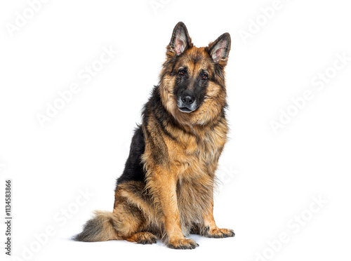 German shepherd dog sitting and looking at camera on white background photo