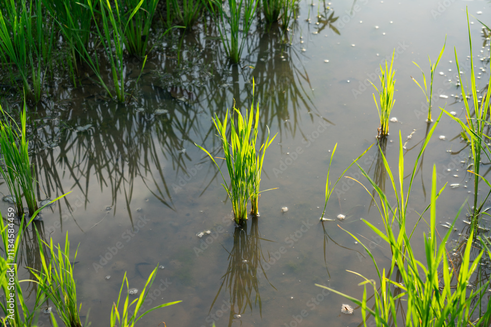Rice seedlings planted in a flooded rice field Rice seedlings planted in a flooded rice field