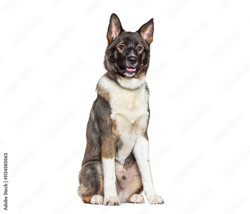 Fototapeta premium American akita dog sitting and panting, isolated on white