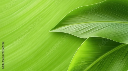 Lush green leaf background with a close-up of fresh leaves, creating a vibrant and natural texture. Ideal for eco-friendly designs.