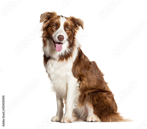 Border collie panting and sitting on white background