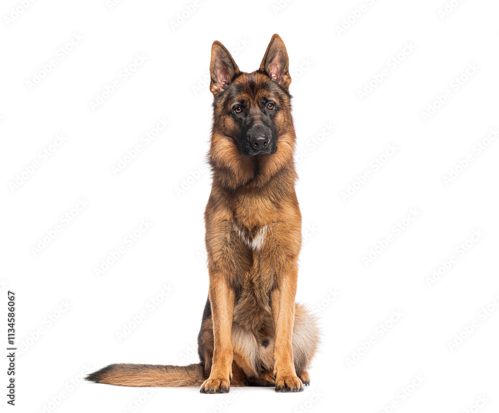 German shepherd dog sitting and looking forward on white background German shepherd dog sitting and looking forward on white background