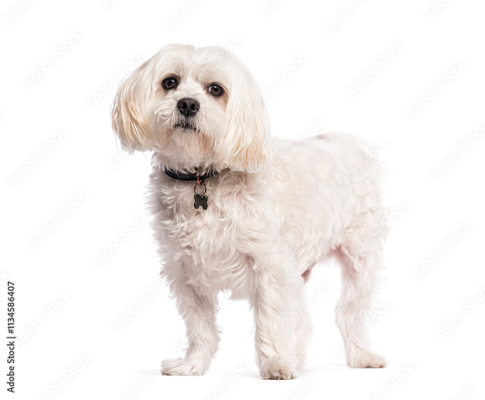 White boomer dog standing and wearing a collar with tag White boomer dog standing and wearing a collar with tag