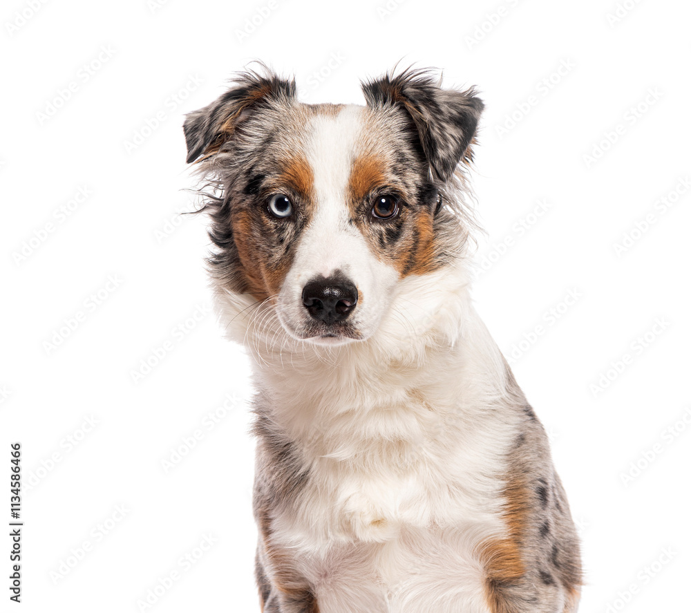 miniature Australian shepherd dog sitting and looking at camera on white background miniature Australian shepherd dog sitting and looking at camera on white background