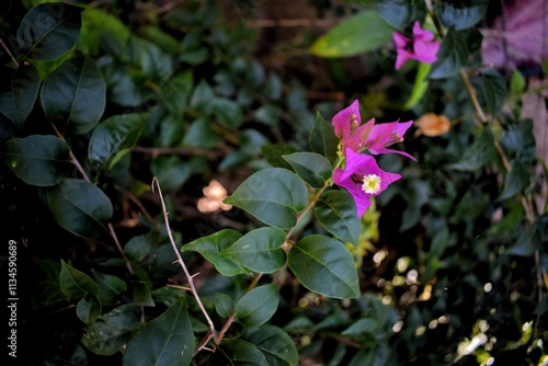 Purple paper flowers are widely cultivated because they are easy to grow and adapt to all places, especially tropical areas. photo