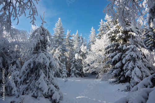 Wallpaper Mural winter landscape forest with snow covered trees. Merry Christmas and happy new year greeting card. Torontodigital.ca