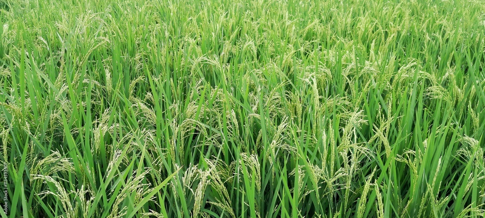 A stretch of rice plants (oryza sativa) in a fertile rice field that has started to bear fruit A stretch of rice plants (oryza sativa) in a fertile rice field that has started to bear fruit