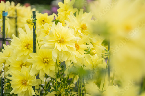 黄色いダリアの花畑