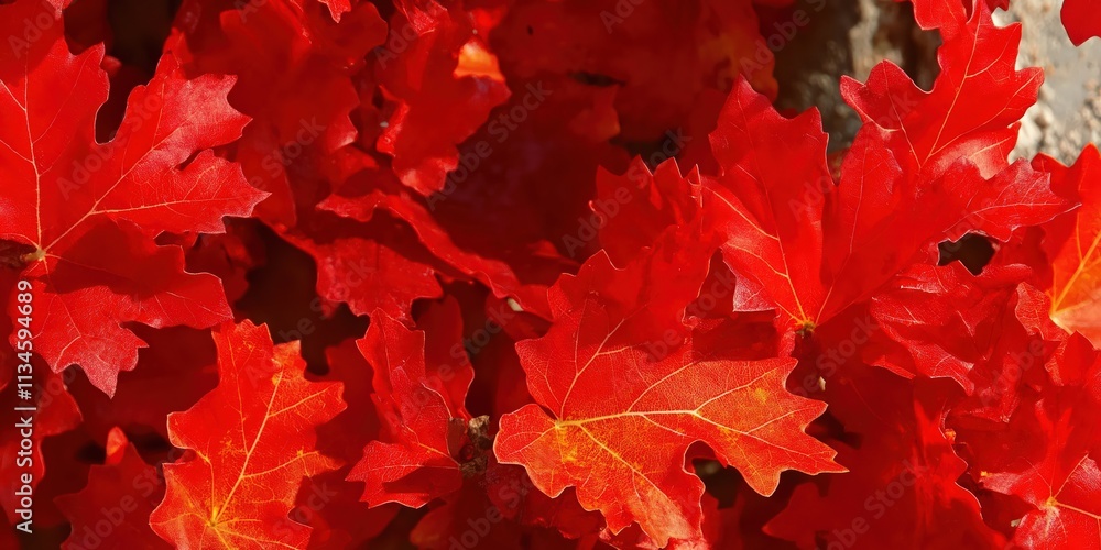 Fototapeta premium Vibrant red autumn leaves close-up.