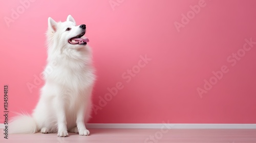 A fluffy white dog sits contentedly against a plain pink backdrop, embodying simplicity and modern aesthetics in a strikingly minimalistic yet cheerful image. photo