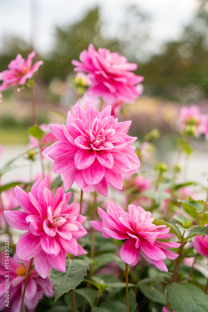 公園にピンクのダリアの花が咲いています 公園にピンクのダリアの花が咲いています