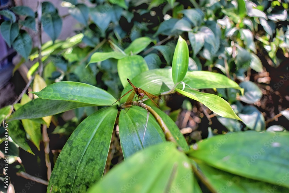 leaf twigs where dragonflies perch during the day leaf twigs where dragonflies perch during the day