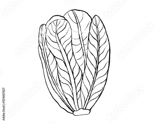 illustration of romaine lettuce, hand drawn illustration of lettuce, doodle of lettuce