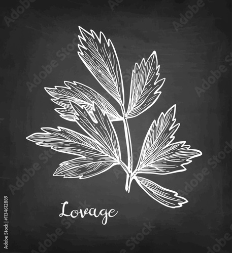 Lovage herb chalk sketch