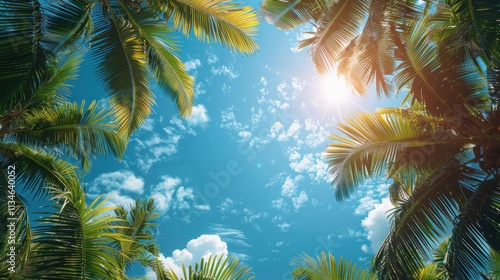 blue sky and palm trees view