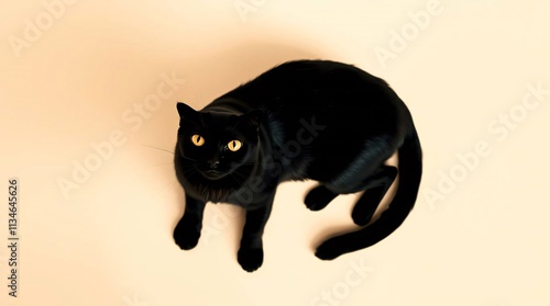 black cat on a black