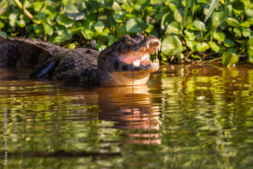 Wild Caiman with reflection in the Pantanal river in Brazil waiting for some prey Wild Caiman with reflection in the Pantanal river in Brazil waiting for some prey