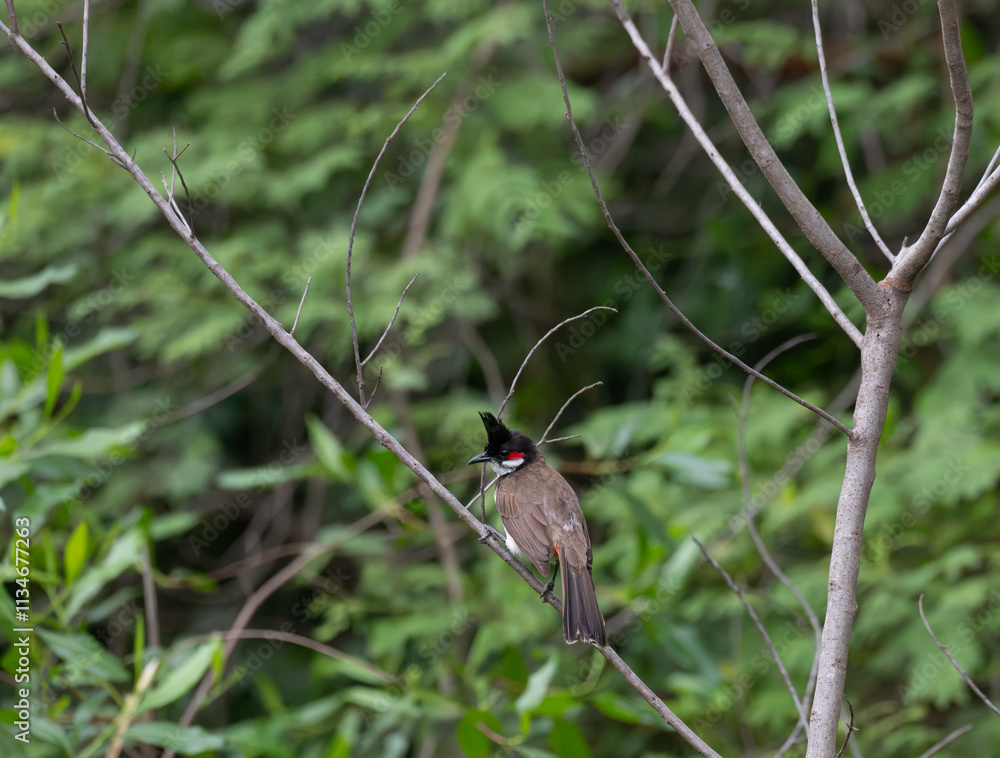 The beautiful red whiskered bulbul perched on a branch. The bird is perched on a thin branch with a blurred background and green foliage.erated Image The beautiful red whiskered bulbul perched on a branch. The bird is perched on a thin branch with a blurred background and green foliage.erated Image