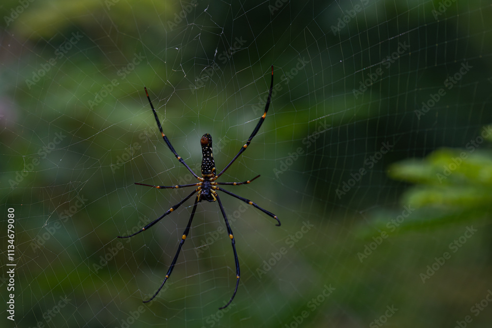 A large, brightly colored spider sits at the center of a large, intricate web. Th spider has a black and yellow striped body with a white and black spotted abdomen. Th web is in trees in forest. A large, brightly colored spider sits at the center of a large, intricate web. Th spider has a black and yellow striped body with a white and black spotted abdomen. Th web is in trees in forest.