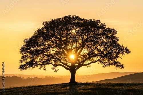 Silhouette of an oak tree at sunset  a cinematic view of nature s beauty and tranquility photo