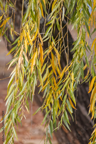 leaves on a branch