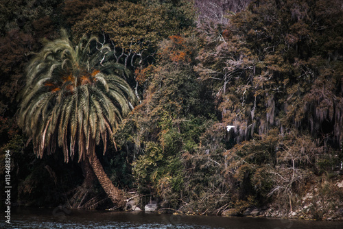 palm trees by the river