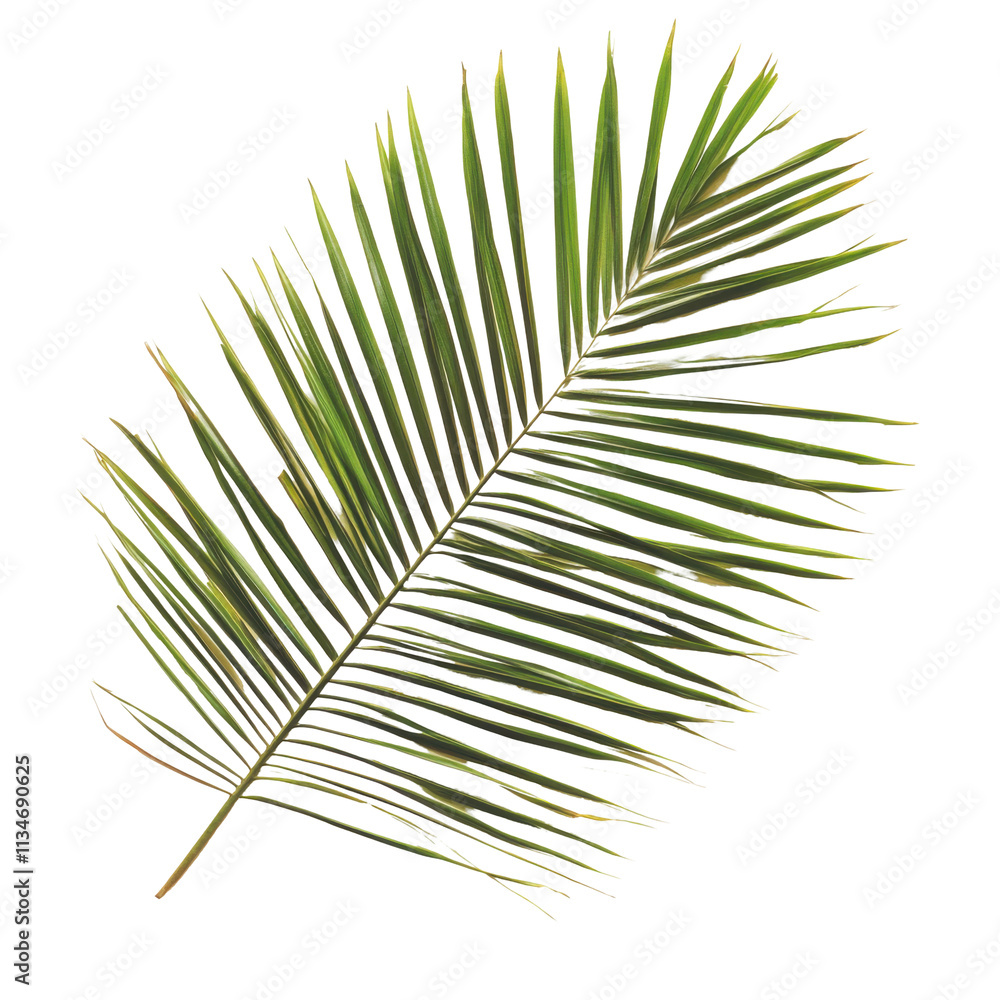 Fototapeta premium Single Palm Leaf Isolated on PNG Transparent Background