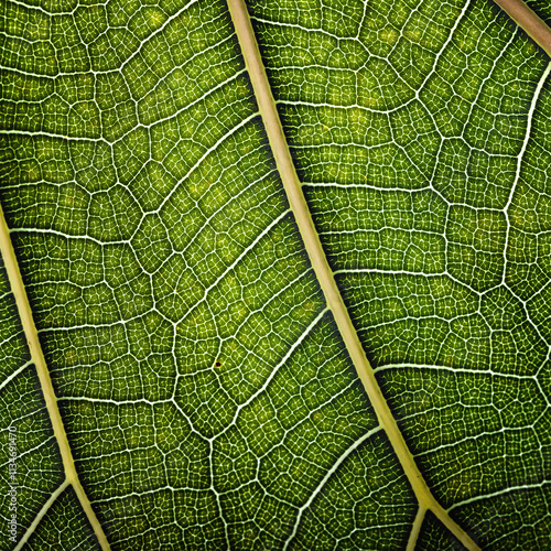 background natural texture ...