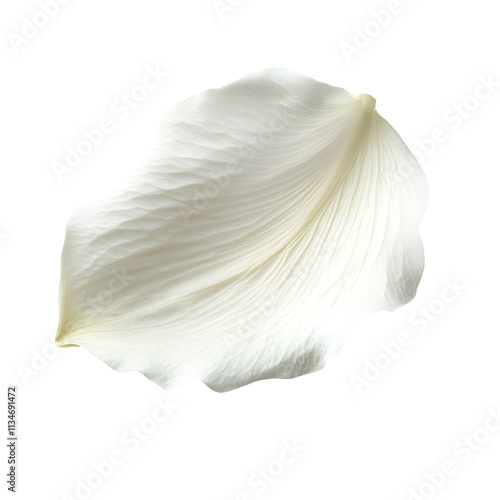 Single White Flower Petal Isolated Black Background