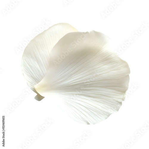 Delicate White Flower Petal Isolated Black Background