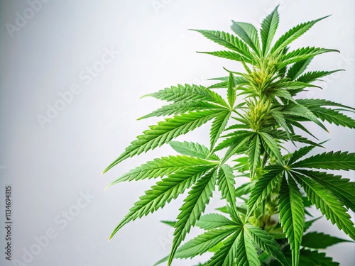 Isolated Cannabis or Hemp Plant on White Background with Copy Space for Creative Designs and Marketing Materials Related to Natural Remedies and Wellness Products