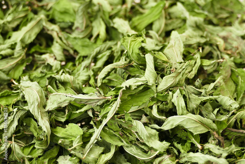 Obraz na płótnie drying mint, drying homemade mint, close-up dried mints, w salonie