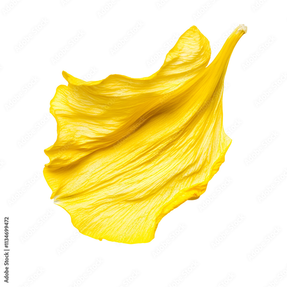 Single Yellow Flower Petal Isolated Black Background Single Yellow Flower Petal Isolated Black Background