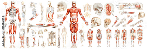 Detailed Illustration of the Human Musculoskeletal System: Bones, Muscles, and Joints