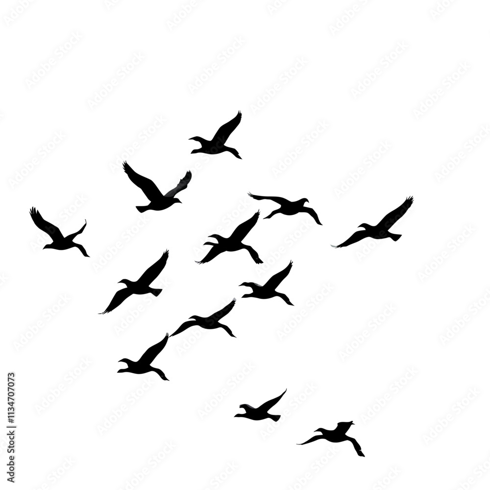 Fototapeta premium Silhouettes of birds flying in formation against a white background.