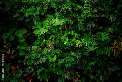 Wall of vibrant plants with deep shadows. Biodiversity collection.