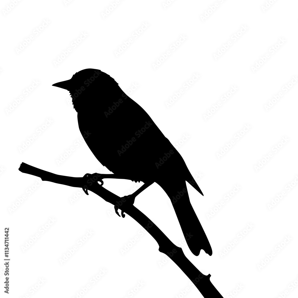 Obraz premium Silhouette of a bird perched on a branch against a white background.